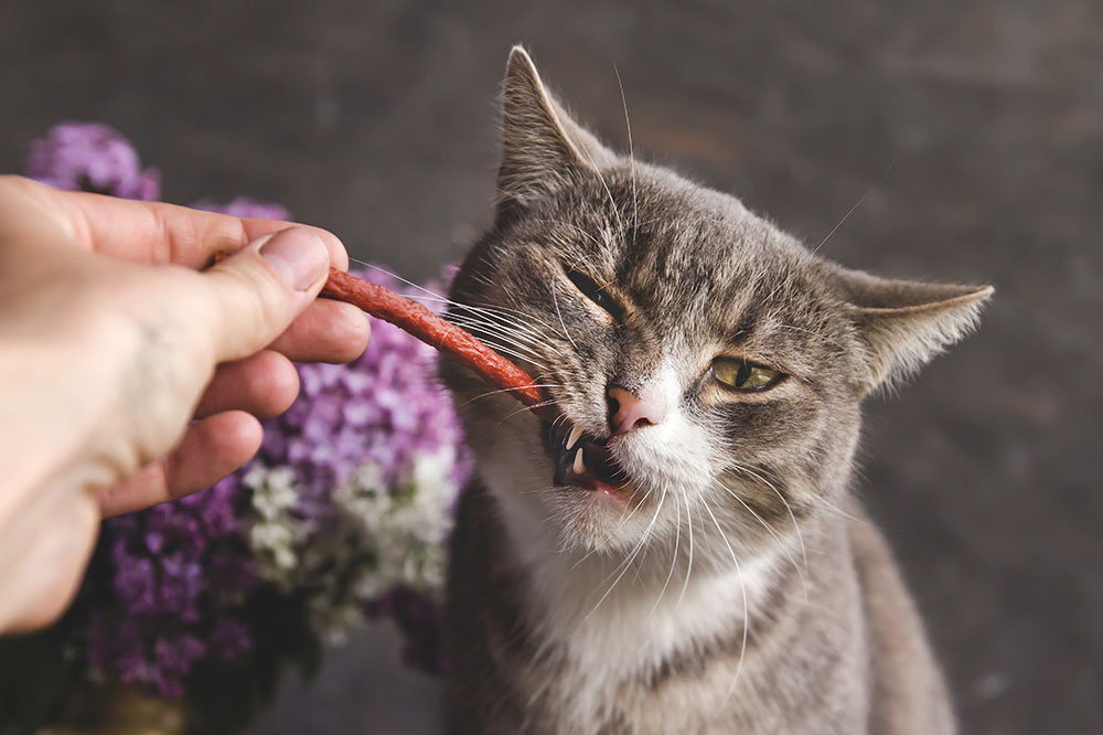 4 Meow-Worthy Cat Treat Brands