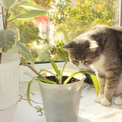 5 Toxic Houseplants For Cats