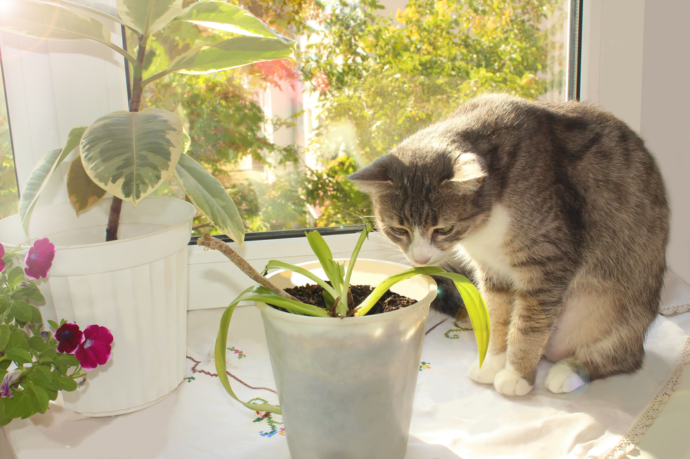 5 Toxic Houseplants For Cats